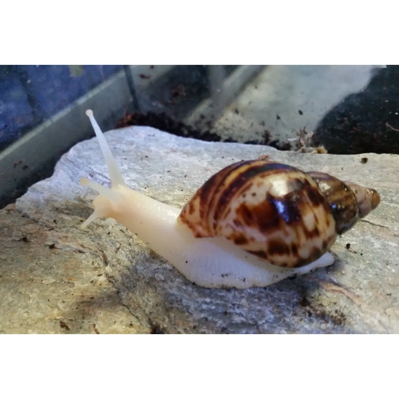 Achatina reticulata Congosnegl ungdyr